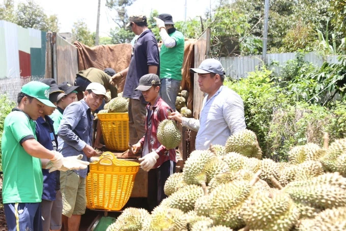 Unregulated durian cultivation: gamble for farmers, threat to market stability