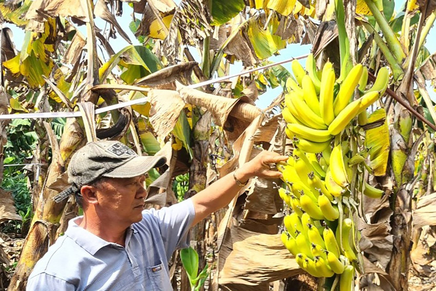 Agriculture sector should learn lesson from unplanned planting