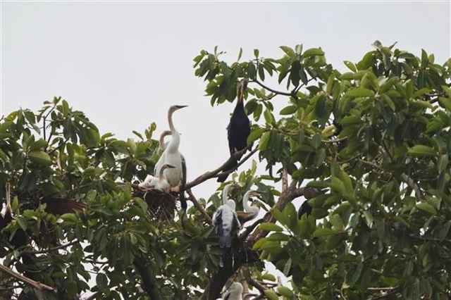 Endangered birds nesting at Đồng Nai province’s tourist site
