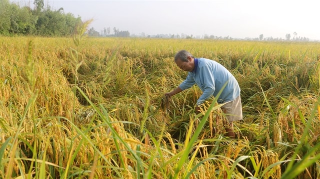 Heavy rains damage rice crop in Mekong Delta