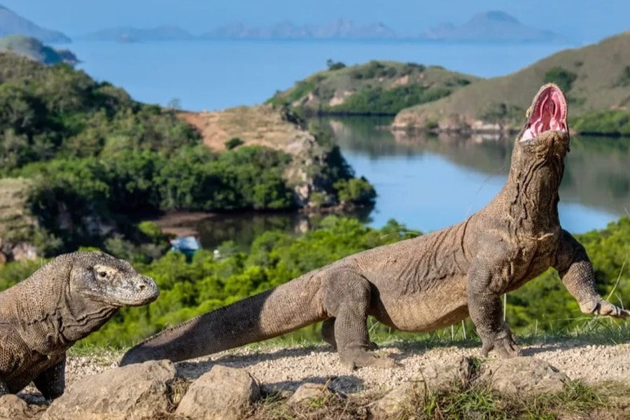 Tìm thấy lời giải cho sức mạnh hàm răng của rồng Komodo