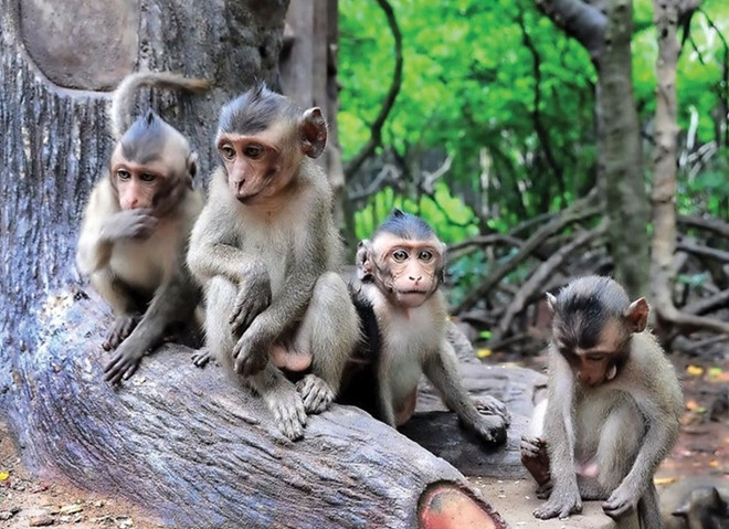 Vietnamese businesses to export monkeys to China