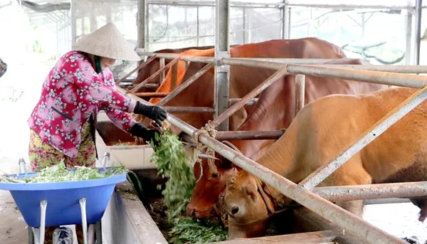 Hậu Giang Province boosts development of co-operatives