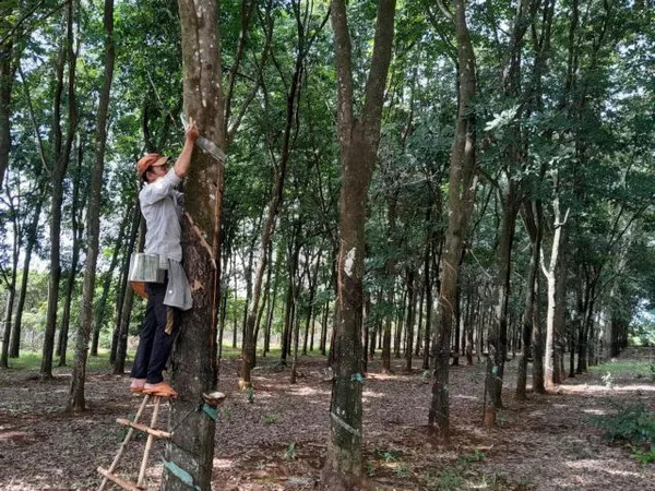 Bình Phước Province develops linkages between agricultural stakeholders