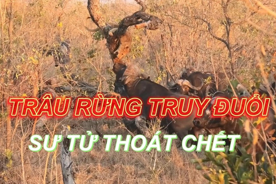 Trâu rừng "sôi máu" húc đổ thân cây, sư tử co ro ẩn náu may mắn thoát chết