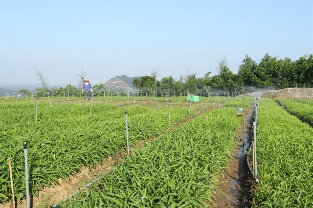 Hà Nội promotes development of green agriculture