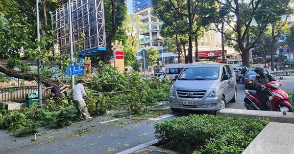 Cây tét nhánh rơi ở giao lộ trung tâm TP HCM