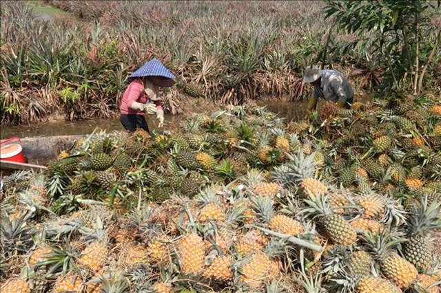 Steady prices, efficient methods provide bounty to Tiền Giang pineapple farmers