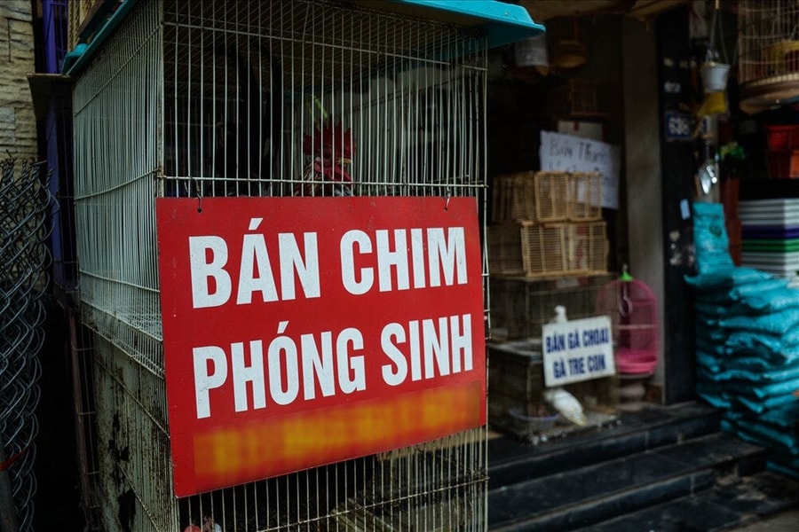 Những con chim phóng sinh không thể bay và sự tàn nhẫn của con người