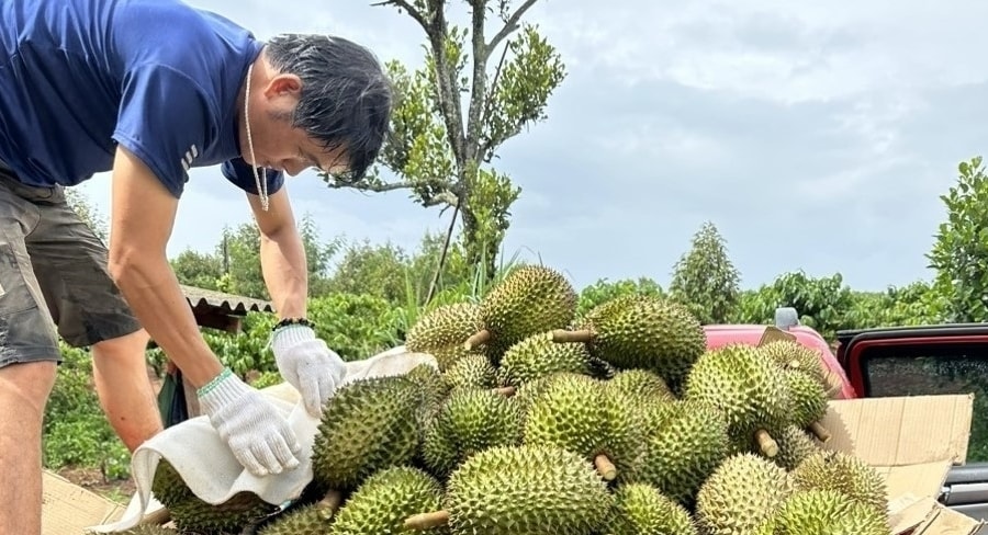 Người Tây Nguyên ùn ùn sắm xế hộp chở sầu riêng vườn đi bán