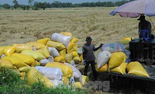 Tìm cách giảm phát thải lương thực ở vựa lúa Đồng bằng sông Cửu Long