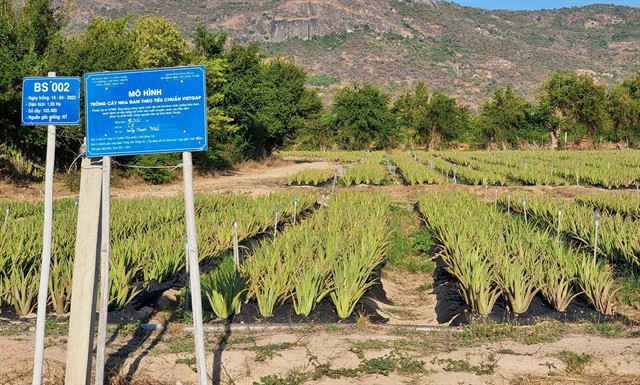 Ninh Thuận Province boosts high-tech farming