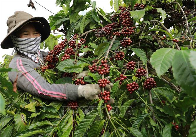 Giá cà phê hôm nay (24-8): Giá cà phê Robusta lập đỉnh