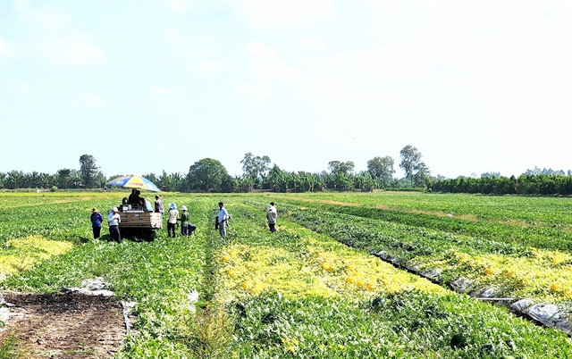 Vĩnh Long to develop more clean vegetable growing areas