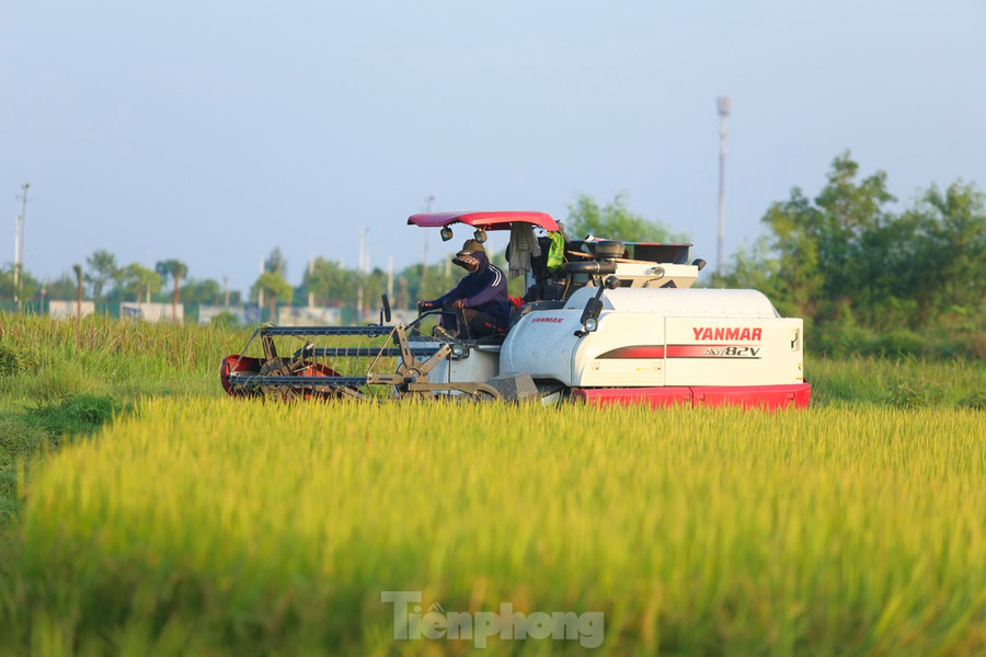 Beauty of Ha Tinh’s ripening rice fields