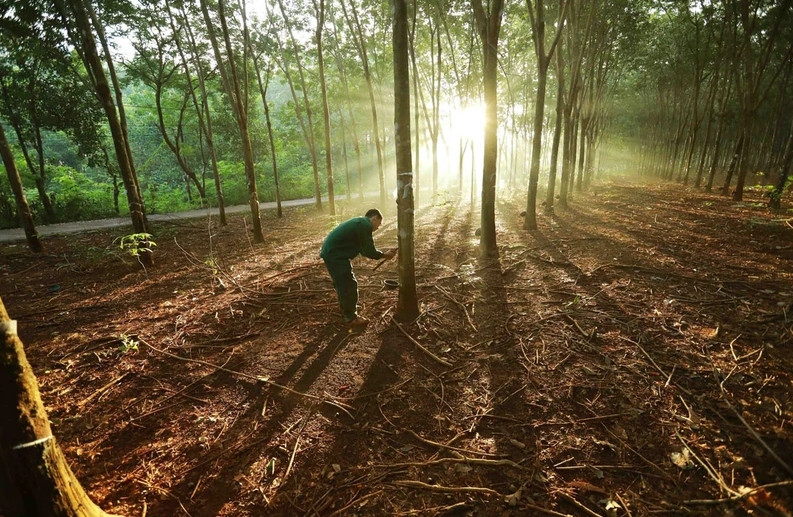 Vietnamese firms urged to quickly adapt to EU Deforestation Regulation