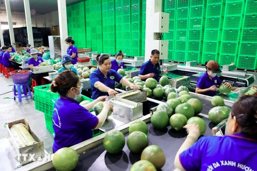 New markets help fruit exports grow to record revenues