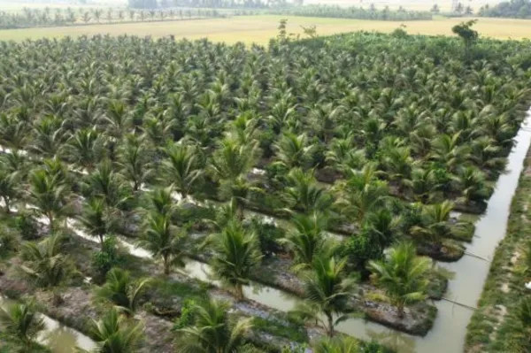 Trà Vinh Province sets sights on high-quality coconut farming