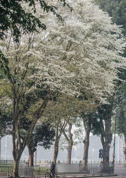 Hà Nội’s favourite trees toppled by Typhoon Yagi