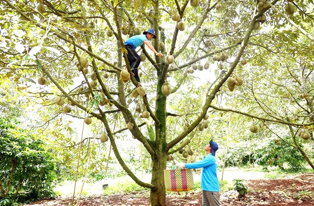 Đắk Lắk Province strives to tackle durian quality issues