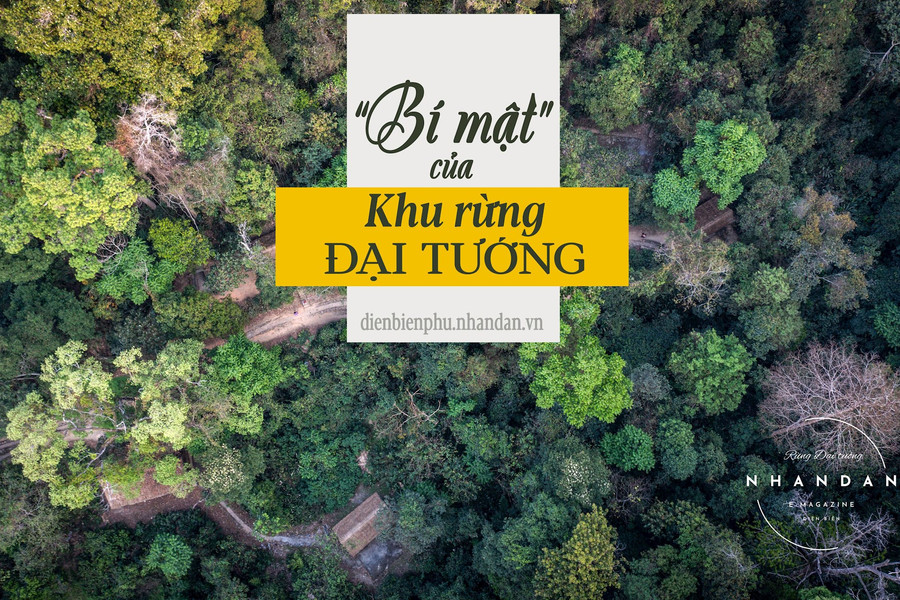 'Bí mật' của khu rừng Đại tướng