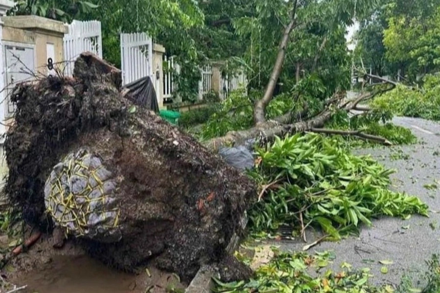 Chuyên gia lâm nghiệp: Trồng cây ở Việt Nam rất lạ, đào hố rồi nhồi