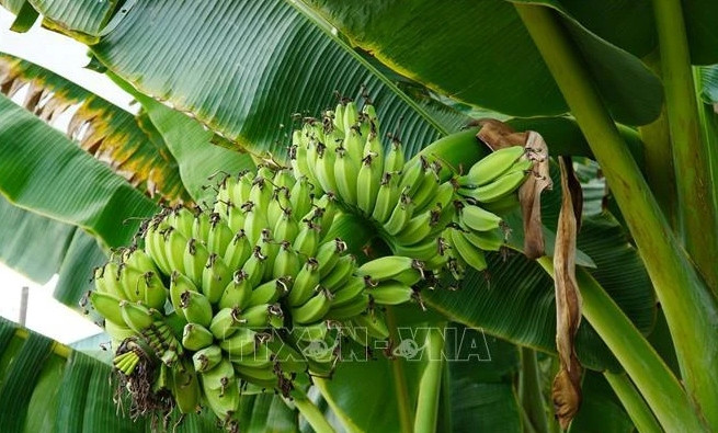 Hi-tech banana farming bears fruit in rural district of Binh Duong