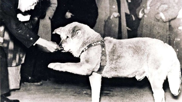 Photo of Shibuya’s iconic dog Hachiko found