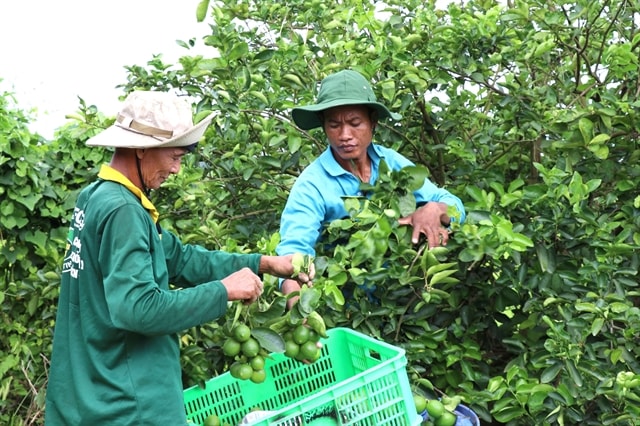 Trà Vinh Province farmers expand growing seedless limes for export