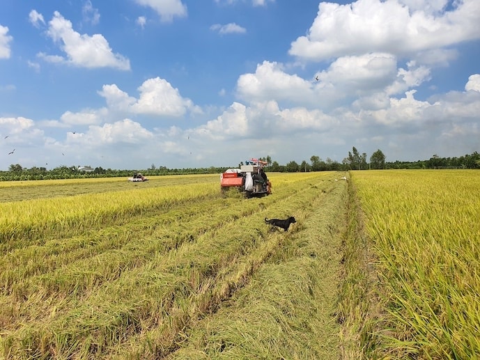 Vietnam spends nearly US$1 billion on rice imports