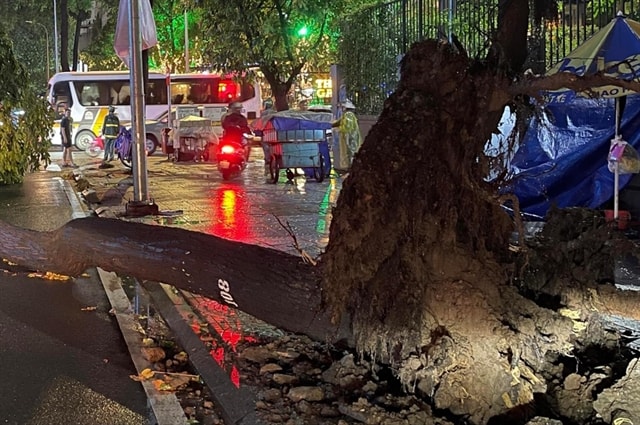 Four injured by falling trees during storm in HCM City