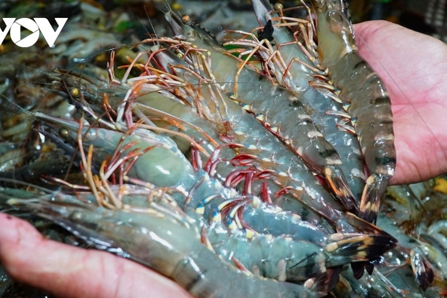 Vietnam’s shrimp export earnings rise slightly over nine-month period