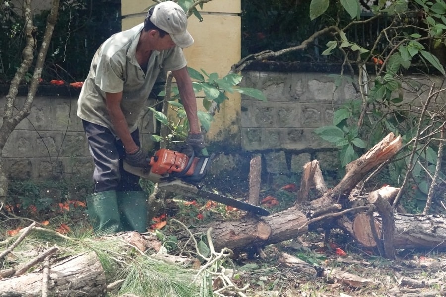 Hàng thông cổ thụ ở Đà Lạt chính thức bị chặt hạ