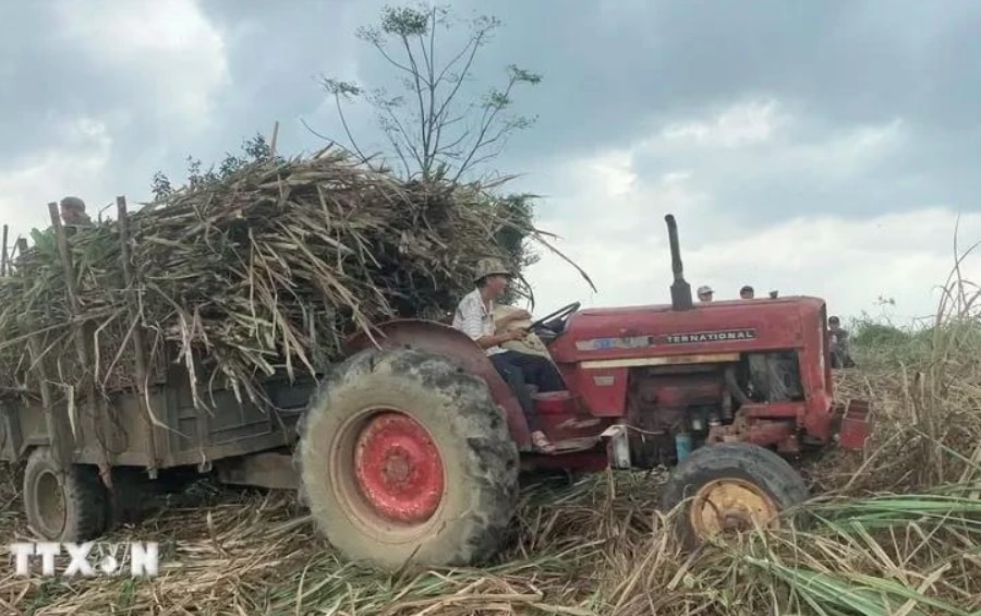 Vietnamese sugar cane tops ASEAN in productivity for first time