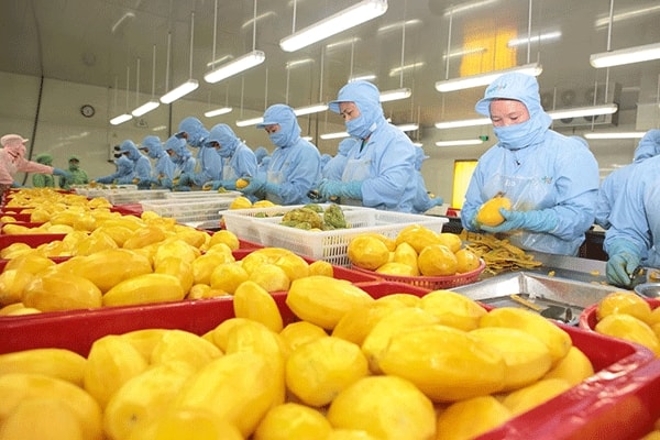 Fruit and vegetable exports soar by 33.9% over nine-month period