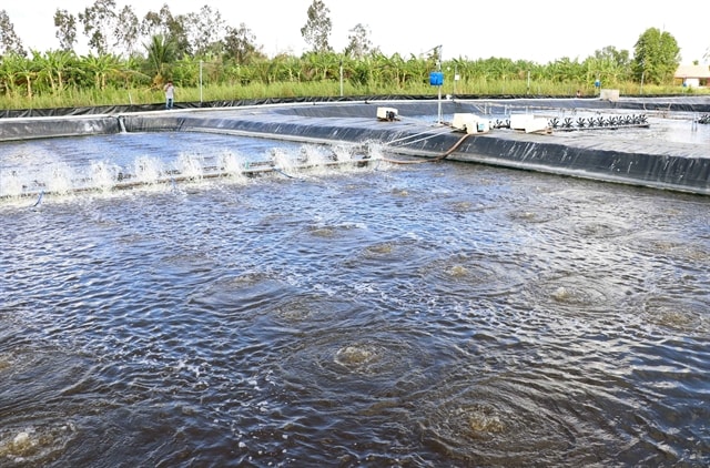 Cà Mau Province develops high-quality shrimp farming