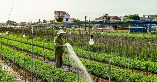 Vựa hoa lớn nhất Nam Định 'hồi sinh' sau bão lũ