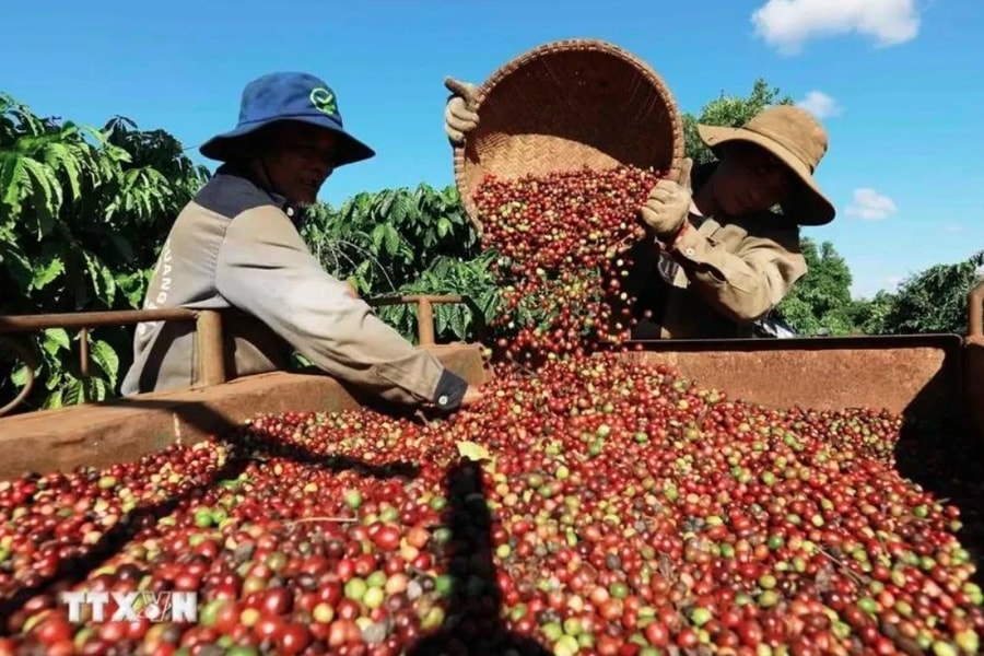 Coffee price hikes push export revenue up