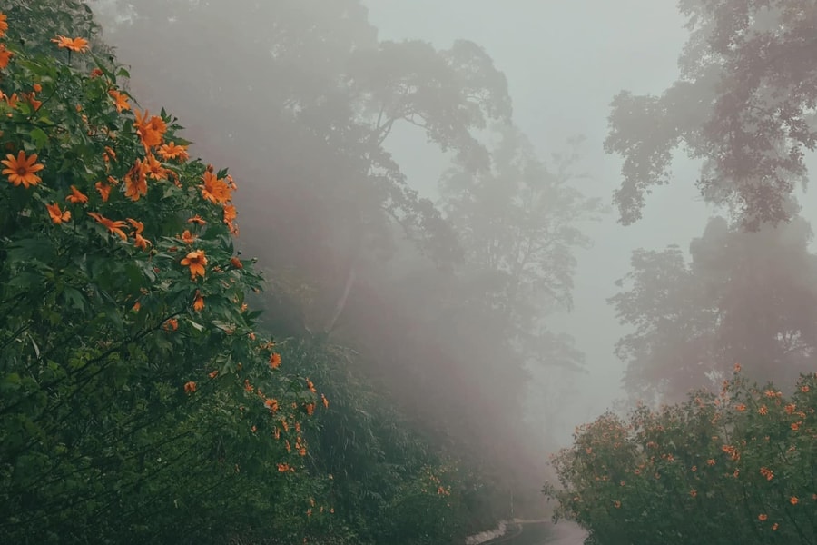 Lên Ba Vì săn hoa dã quỳ, check in chỗ nào cũng thấy siêu đẹp