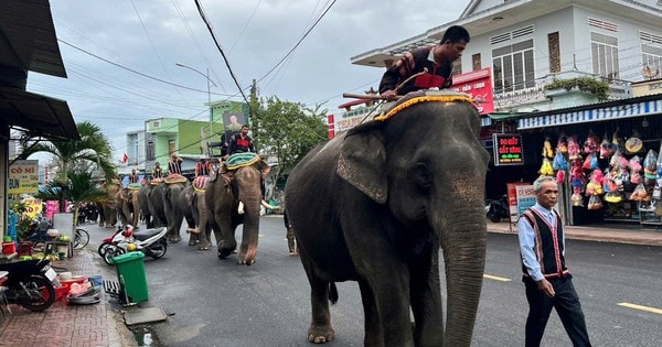 Hình ảnh 7 con voi diễu hành tiễn biệt 'vua voi' Tây Nguyên