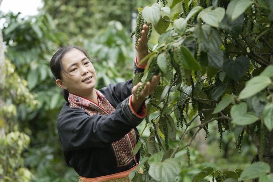 Bản tin nông sản hôm nay (2-11): Giá hồ tiêu, cà phê giảm mạnh