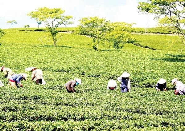 Tea industry faces low price trap