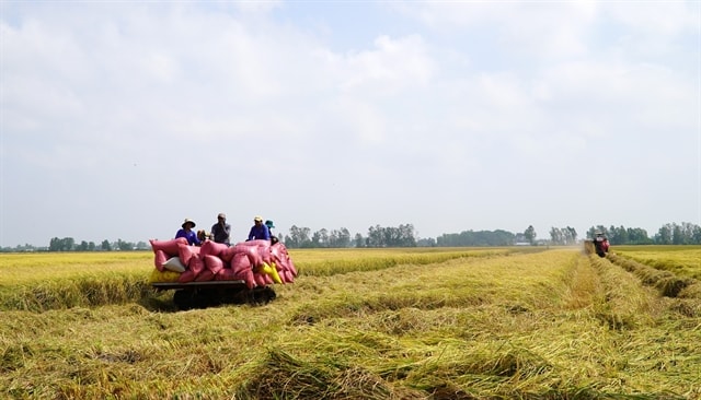 Kiên Giang Province to comfortably exceed rice production target