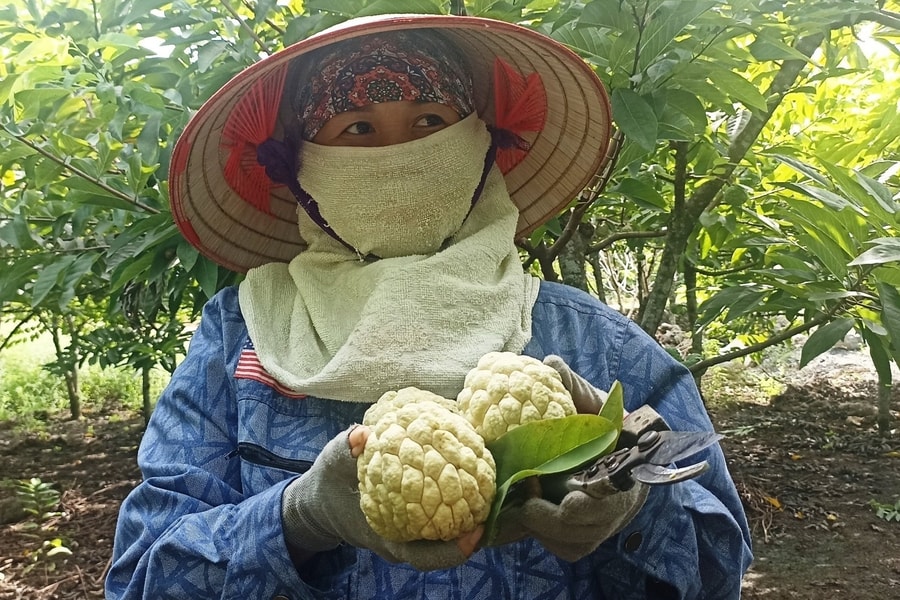 Lấy công làm lãi, nhiều hộ dân 'bỏ túi' hàng trăm triệu nhờ trồng na trên đất đá