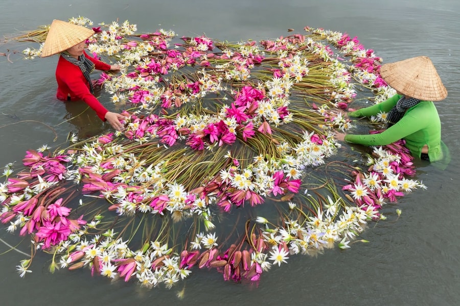 Foreign media impressed with Vietnamese waterlily harvest