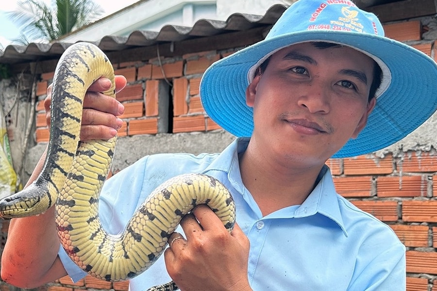 Nuôi nghìn con rắn quấn nhau trong bể xi măng, thanh niên lãi nửa tỷ 1 năm