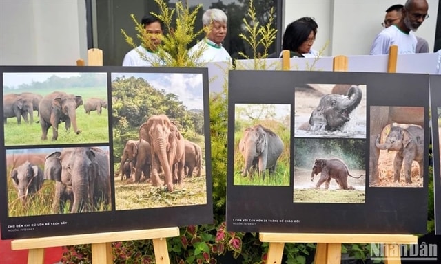 Elephant conservation week inspires action to protect nature