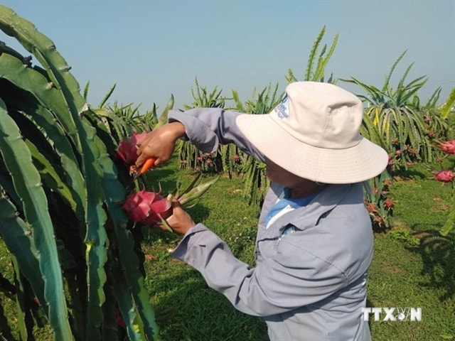 Bình Thuận Province eyes VietGAP quality certification for more dragon fruit areas