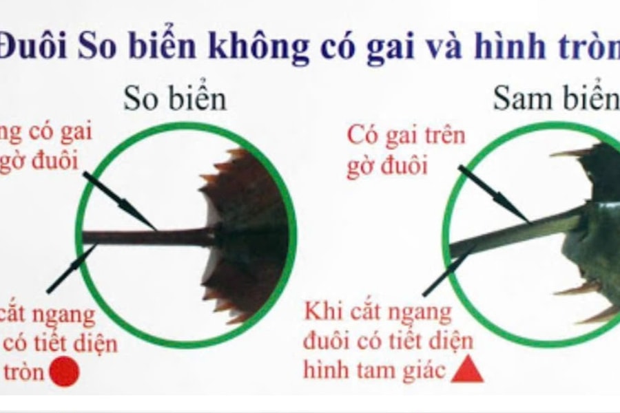 2 người nhập viện do ngộ độc khi ăn nhầm so biển