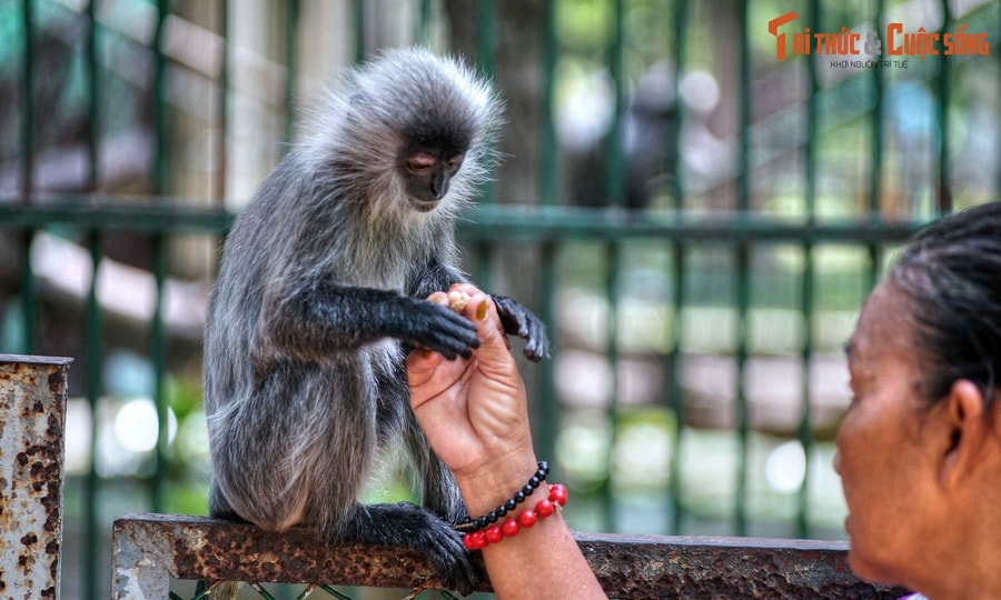 'Bật ngửa' 14 sự thật về Thảo Cầm Viên Sài Gòn